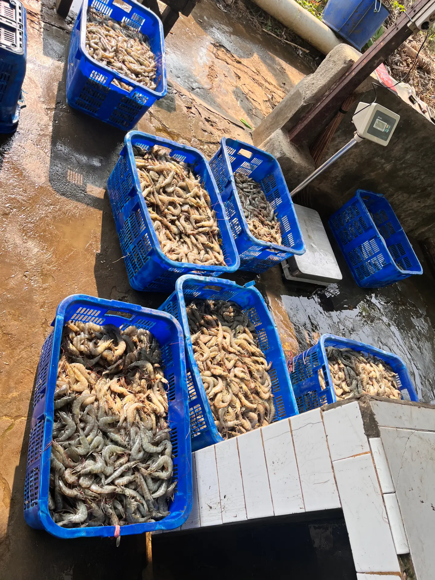 Udang vannamei ukuran 50/60