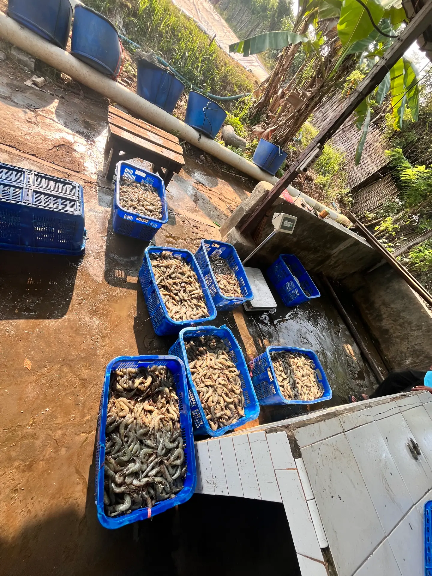 Udang vannamei ukuran 60/70